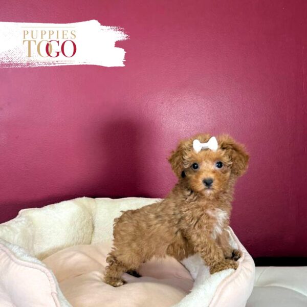Poodle Puppies for Sale F Red/White #9580