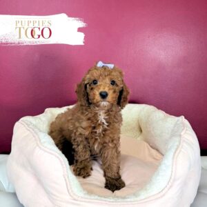 Poodle Puppies for Sale Miami F Red/White #9538
