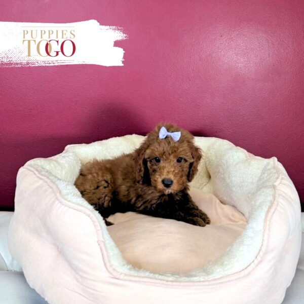 Poodle Puppies for Sale Miami F Red/White #9538 - Image 3