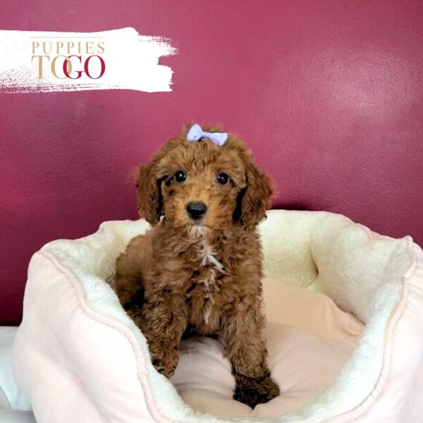Poodle Puppies for Sale Miami F Red/White #9538 - Image 2