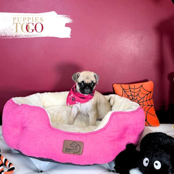 Pug For Sale Miami F Fawn #3958 - Image 3