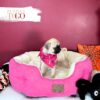 Pug For Sale Miami F Fawn #3958 - Image 2