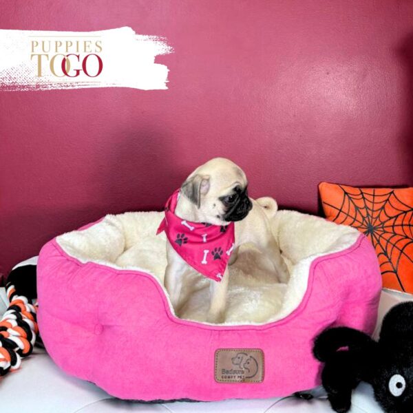 Pug For Sale Miami F Fawn #3958 - Image 2