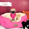 Pug For Sale Miami F Fawn #3958