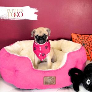 Pug For Sale Miami F Fawn #3958