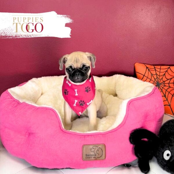Pug For Sale Miami F Fawn #3958