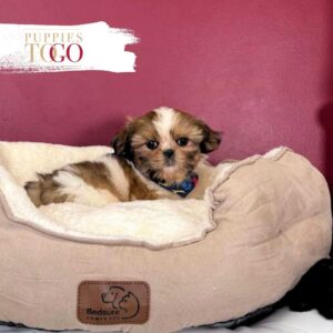 Fluffy Shih Tzu puppy Miami.