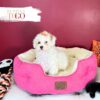 Poodle Puppies for Sale F Apricot Parti #4275 - Image 2