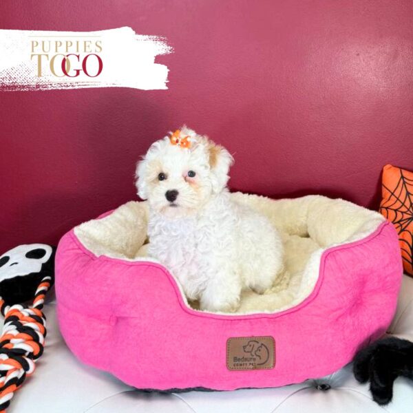 Poodle Puppies for Sale F Apricot Parti #4275 - Image 2