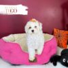 Poodle Puppies for Sale F Apricot Parti #4275 - Image 3