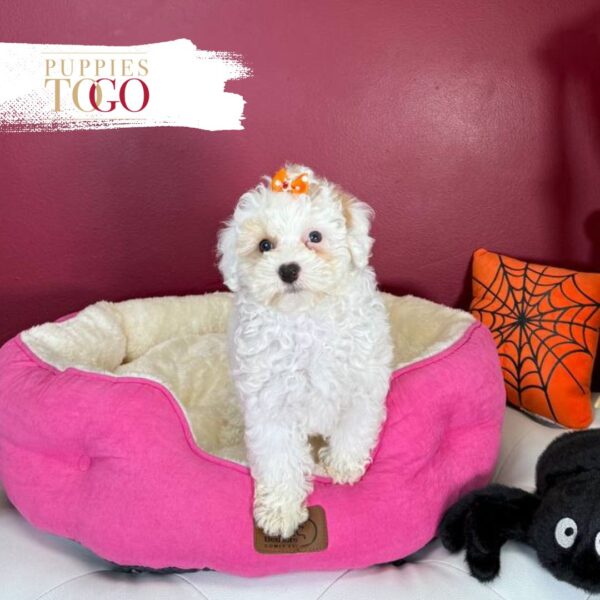 Poodle Puppies for Sale F Apricot Parti #4275 - Image 3