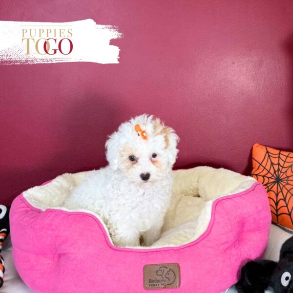 Poodle Puppies for Sale F Apricot Parti #4275 - Image 4