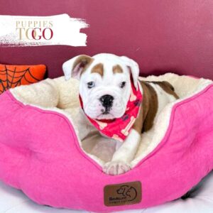 English bulldog - Wrinkly English Bulldog puppy Miami #4584