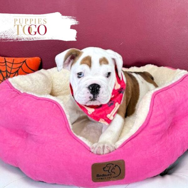 English bulldog - Wrinkly English Bulldog puppy Miami #4584
