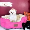 Poodle Puppies for Sale F Apricot Parti #4275