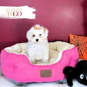 Poodle Puppies for Sale F Apricot Parti #4275