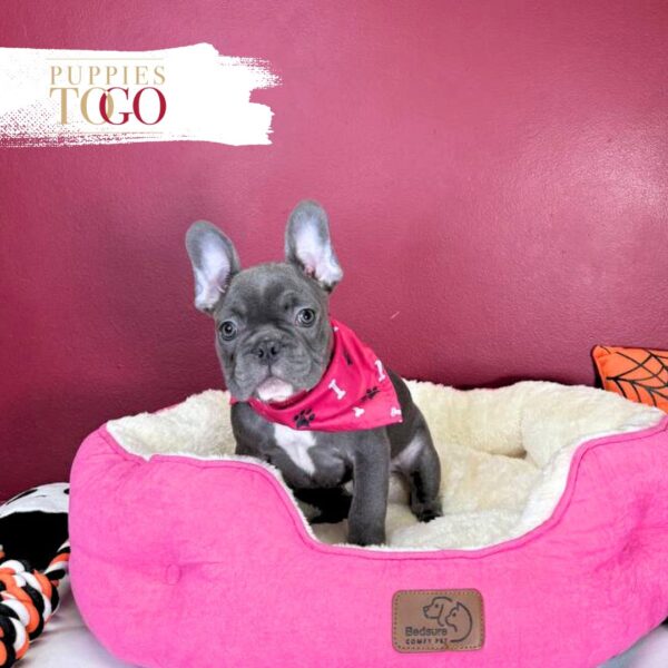 French Bulldog Puppies Miami F Blue/White #2053 - Image 2