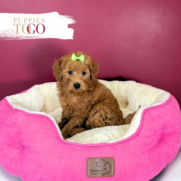 Mini GoldelDoodle for sale Miami F Red #7011