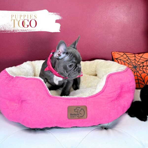 French Bulldog Puppies Miami F Blue/White #2053 - Image 3