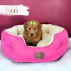 Mini GoldelDoodle for sale Miami F Red #7011 - Image 2
