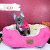 French Bulldog Puppies Miami F Blue/White #2053