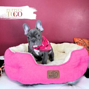 French Bulldog Puppies Miami F Blue/White #2053