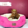 Mini GoldelDoodle for sale Miami F Red #7011 - Image 3
