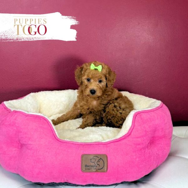 Mini GoldelDoodle for sale Miami F Red #7011 - Image 3