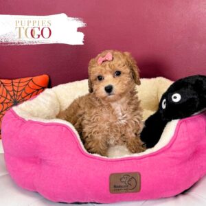 Smart Poodle puppy for sale 1689
