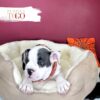 English Bulldog Puppies For Sale M Blue Tri #1115 - Image 2