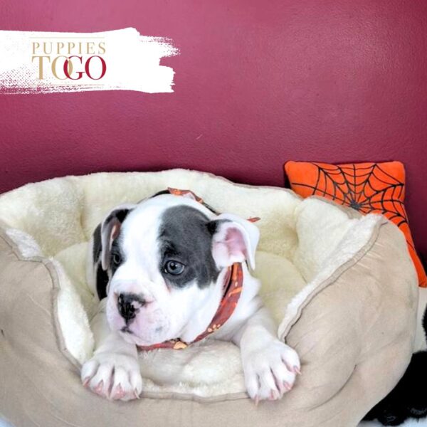 English Bulldog Puppies For Sale M Blue Tri #1115 - Image 2