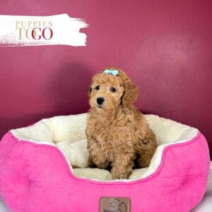 Mini GoldelDoodle Puppies Sale Miami F Red #7010