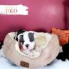 English Bulldog Puppies For Sale M Blue Tri #1115 - Image 3