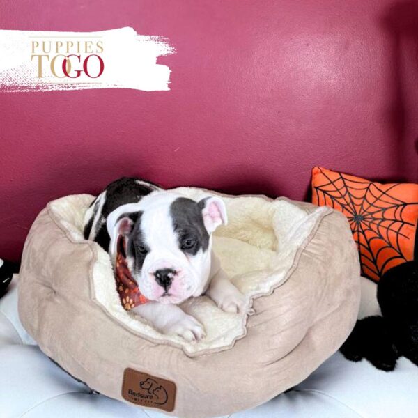 English Bulldog Puppies For Sale M Blue Tri #1115 - Image 3