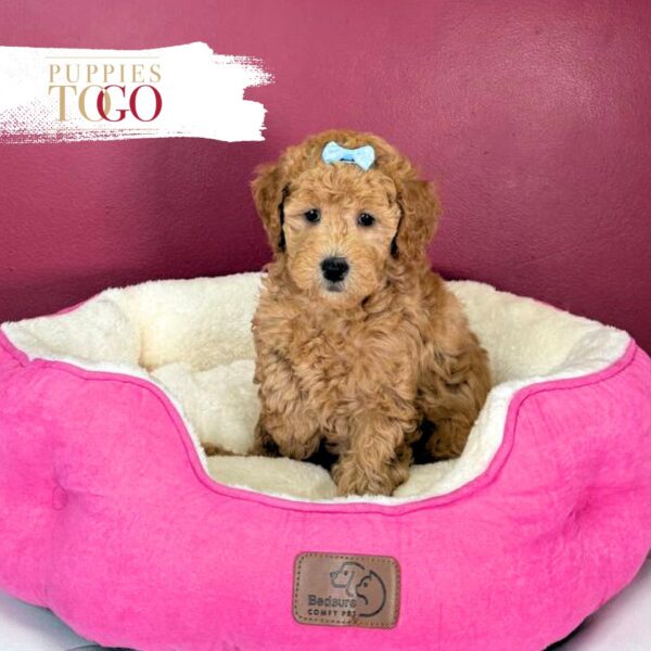 Mini GoldelDoodle Puppies Sale Miami F Red #7010 - Image 2