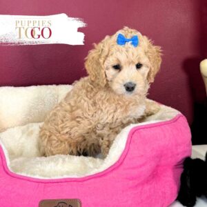 Friendly Cockapoo puppy for adoption 0920