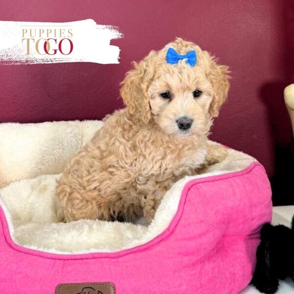 Friendly Cockapoo puppy for adoption 0920