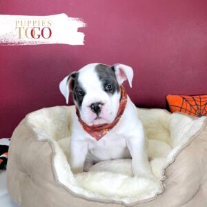 English Bulldog Puppies For Sale M Blue Tri #1115