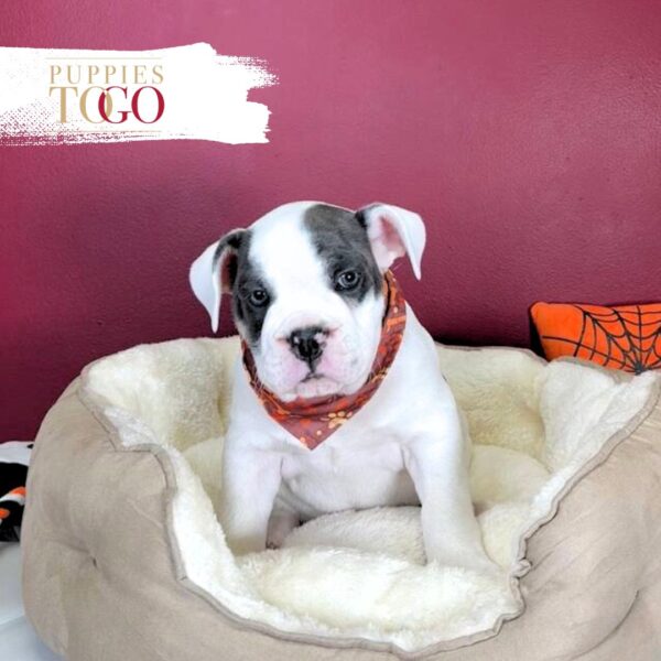 English Bulldog Puppies For Sale M Blue Tri #1115