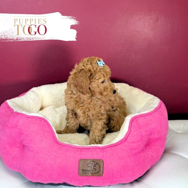 Mini GoldelDoodle Puppies Sale Miami F Red #7010 - Image 3