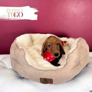 Dachshund Puppies for Sale M Red #1775