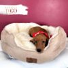 Dachshund Puppies for Sale M Red #1775 - Image 2