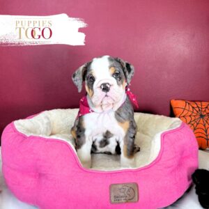 English Bulldog Puppies For Sale Miami F Blue Tri Merle #3330