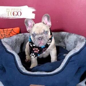 5 French bulldog #8028