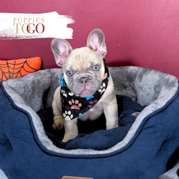 5 French bulldog #8028