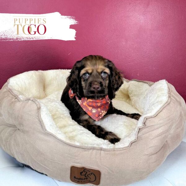 Cockapoo Puppies M Chocolate #0334 - Image 3