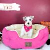 Mini Schnauzer puppies for sale Miami F White/Chocolate Merle #1231 - Image 5