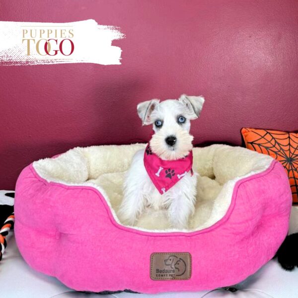 Mini Schnauzer puppies for sale Miami F White/Chocolate Merle #1231 - Image 5