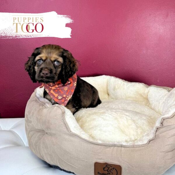 Cockapoo Puppies M Chocolate #0334 - Image 2