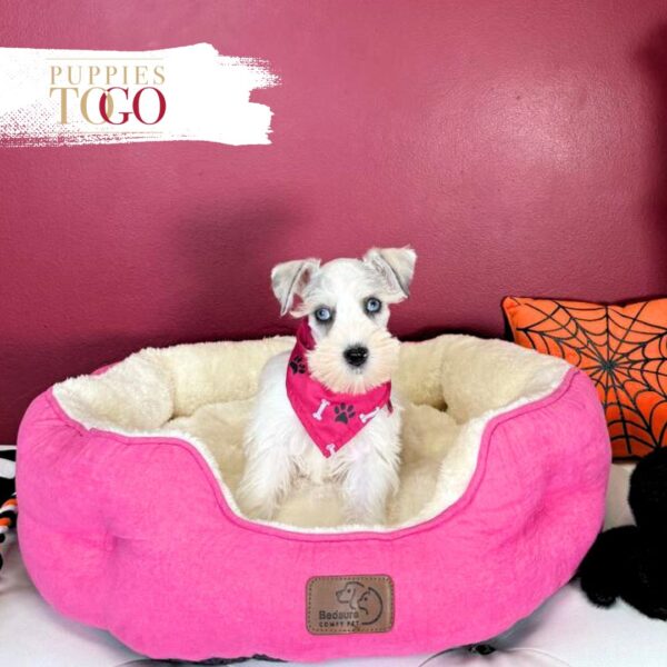 Mini Schnauzer puppies for sale Miami F White/Chocolate Merle #1231 - Image 2